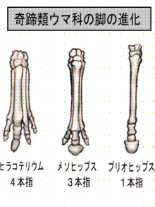ウマの脚の進化.gif